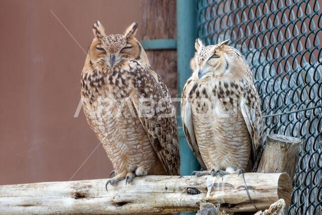 A pair of Pharaoh eagle-owl (Bubo ascalaphus) up close perched on brach resting in United Arab Emirates.