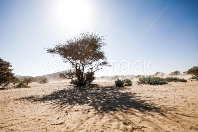 Jeddah, Saudi Arabia. 03rd Jan, 2021. landscape, paysage, quad, action during the 1st stage of the Dakar 2021 between Jeddah and Bisha, in Saudi Arabia on January 3, 2021 - Photo Frederic Le Flocah/DPPI/LM Credit: Gruppo Editoriale LiveMedia/Alamy Live News Jeddah, Saudi Arabia. 03rd Jan, 2021. landscape, paysage, quad, action during the 1st stage of the Dakar 2021 between Jeddah and Bisha, in Saudi Arabia on January 3, 2021 - Photo Frederic Le Flocah/DPPI/LM Credit: Gruppo Editoriale LiveMedia/Alamy Live News