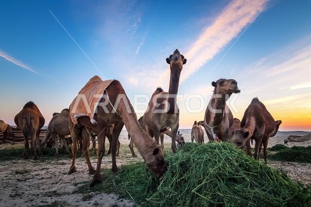Landscape with group of camels in Al-Sarar desert, SAUDI ARABIA.