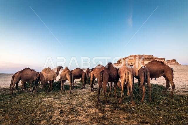 Landscape with group of camels in Al-Sarar desert, SAUDI ARABIA.