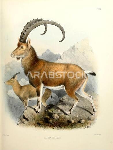الوعل النوبي (Capra nubiana [يُعرف هنا باسم Capra beden]) هو نوع من الماعز يعيش في الصحراء، ويتواجد في المناطق الجبلية شمال وشمال شرق أفريقيا والشرق الأوسط. يمتد نطاق انتشاره في الجزائر ومصر وإثيوبيا وإريتريا وإسرائيل والأردن وعُمان والمملكة العربية السعودية والسودان واليمن. وقد انقرض من لبنان. (من مسح غرب فلسطين. الحيوانات والنباتات في فلسطين، بقلم تريسترام، إتش بي (هنري بيكر)، 1822-1906، نُشر بواسطة لجنة صندوق استكشاف فلسطين، لندن، 1884)