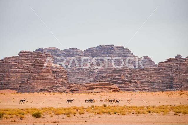 العلا، المملكة العربية السعودية. ١٣ يناير ٢٠٢١. رسم توضيحي، جمال، منظر طبيعي، مشهد خلال المرحلة العاشرة من رالي داكار ٢٠٢١ بين نيوم والعلا، في المملكة العربية السعودية في ١٣ يناير ٢٠٢١ - صورة أنتونين فنسنت/DPPI/LM. حقوق الصورة: Gruppo Editoriale LiveMedia/Alamy Live News العلا، المملكة العربية السعودية. ١٣ يناير ٢٠٢١. رسم توضيحي، جمال، منظر طبيعي، مشهد خلال المرحلة العاشرة من رالي داكار ٢٠٢١ بين نيوم والعلا، في المملكة العربية السعودية في ١٣ يناير ٢٠٢١ - صورة أنتونين فنسنت/DPPI/LM. حقوق الصورة: Gruppo Editoriale LiveMedia/Alamy Live News