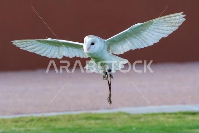 بومة حظيرة شائعة (Tyto alba) تحلق في الهواء في مركز للحفاظ على البيئة، وتستعرض أجنحتها وريشها الأبيض.