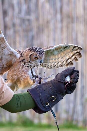 بومة فرعونية (Bubo ascalaphus) تحلق بالقرب من قفاز مدرب في الإمارات العربية المتحدة.