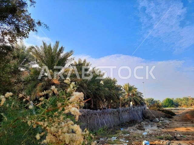 HOFUF, SAUDI ARABIA - Jan 08, 2021: Beautiful clouds sky and palm green trees