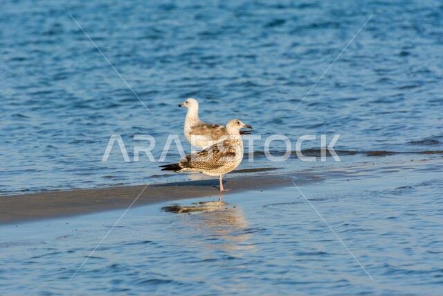 A pair of Caspian Gulls at the beach with background of sea in Dammam, Kingdom of Saudi Arabia