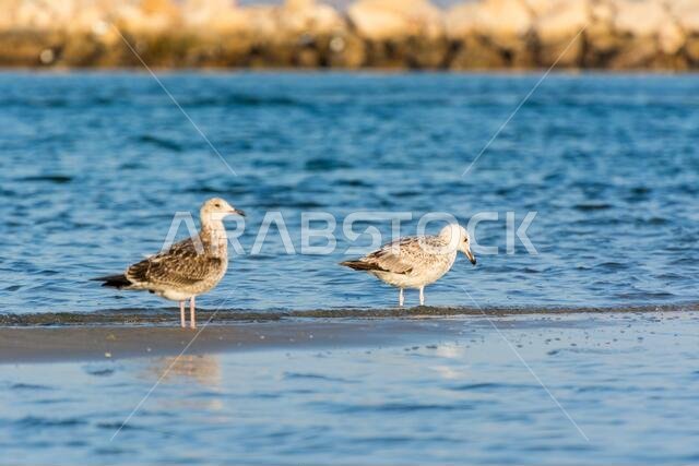 A pair of Caspian Gulls at the beach with background of sea in Dammam, Kingdom of Saudi Arabia