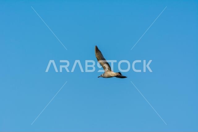 Seagull is flying in sky over the sea waters in corniche park, Dammam, Saudi Arabia