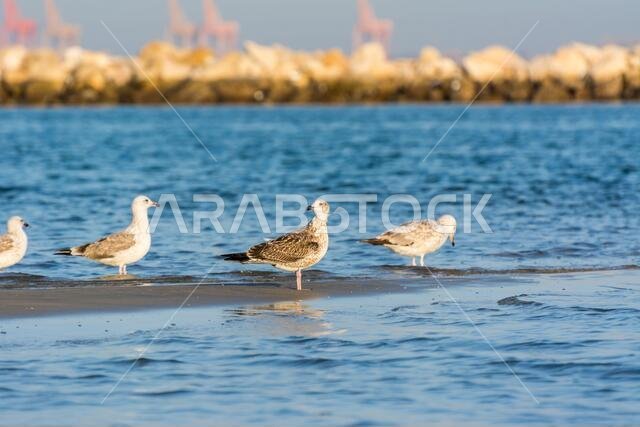 مجموعة من طيور النورس القزويني على الشاطئ مع خلفية البحر في الدمام، المملكة العربية السعودية
