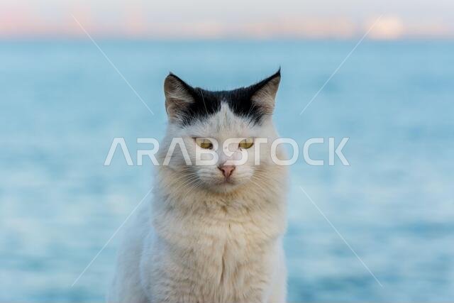 Portrait of homeless white cat sitting by the sea at the corniche park in Dammam city, Saudi Arabia