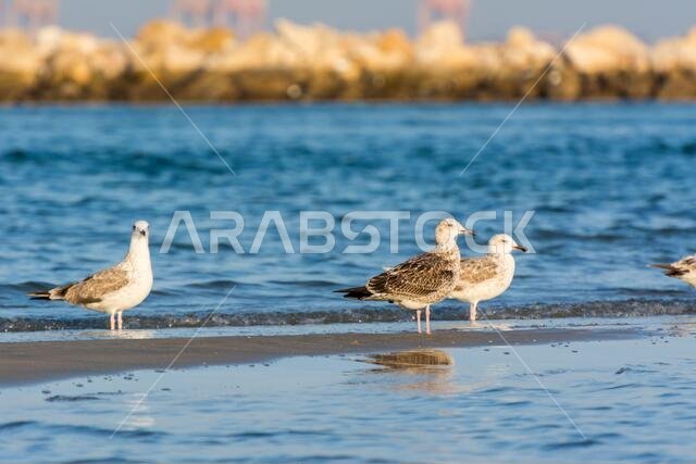 مجموعة من طيور النورس القزويني على الشاطئ مع خلفية البحر في الدمام، المملكة العربية السعودية