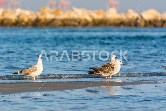 A pair of Caspian Gulls at the beach with background of sea in Dammam, Kingdom of Saudi Arabia