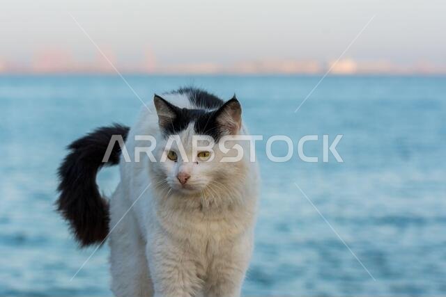 Portrait of homeless white cat sitting by the sea at the corniche park in Dammam city, Saudi Arabia