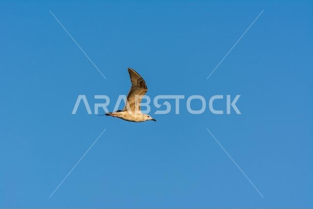 Seagull is flying in sky over the sea waters in corniche park, Dammam, Saudi Arabia
