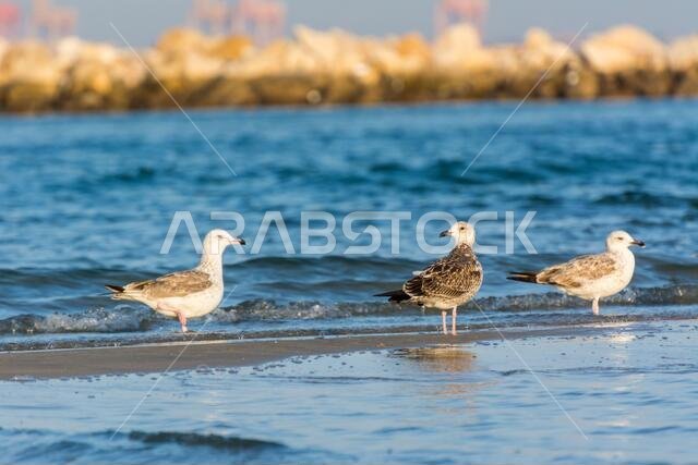 مجموعة من طيور النورس القزويني على الشاطئ مع خلفية البحر في الدمام، المملكة العربية السعودية