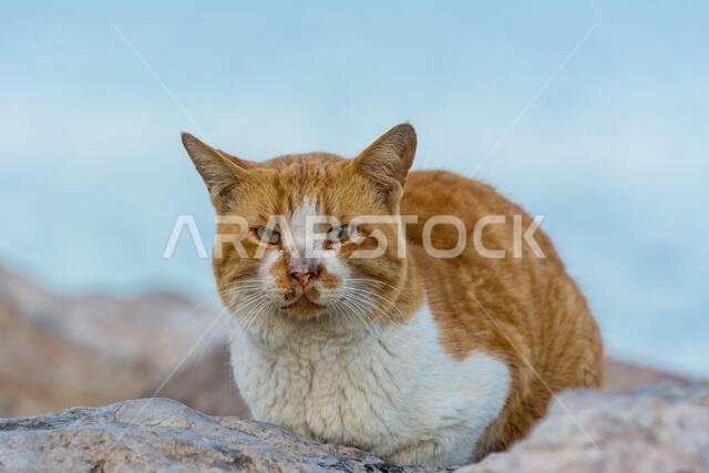 Portrait of homeless brown cat sitting by the sea at the corniche park in Dammam city, Saudi Arabia