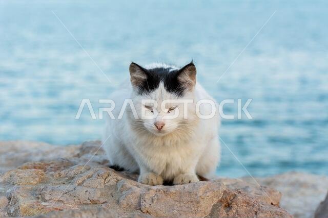 Portrait of homeless white cat sitting by the sea at the corniche park in Dammam city, Saudi Arabia