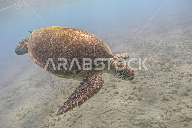 Green sea turtle swimming in the tropical sea