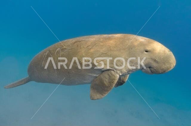 Dugong dugon (seacow or sea cow) swimming in the tropical sea water