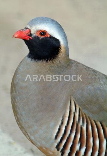 طائر الحجل فيلبي، طائر الحجل الصخري فيلبي، طائر الحجل فيلبي شتاينهون، طائر الحجل فيلبي، طائر الحجل الصخري