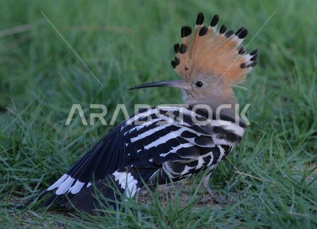 Hoopoe wing stretching