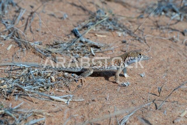 سحلية سعودية ذات أصابع هشة (Acanthodactylus gongrorhynchatus) في رمال الصحراء (تصوير فوتوغرافي ماكرو).