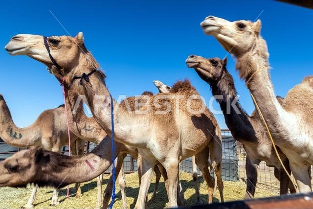 مجموعة من الجمال في صحراء السرار، المملكة العربية السعودية.