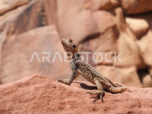 Starred agama (Stellagama stellio) also known as star lizard or roughtail rock agama on the rock at Wadi Rum, Jordan