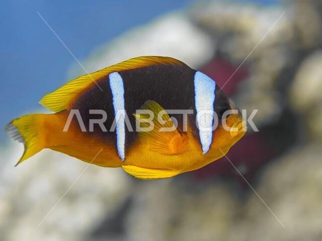 سمكة المهرج (Amphiprion bicinctus) في مياه البحر الأحمر
