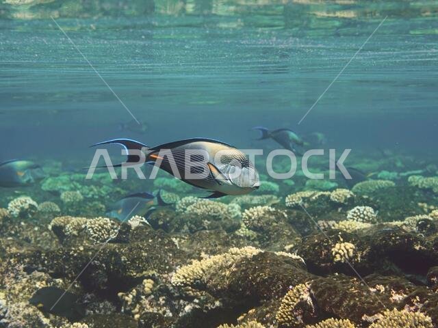 Sohal surgeonfish fishes swimming in water over coral reef
