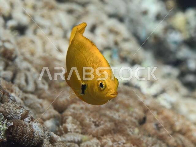 Yellow tropical fish swimming in sea water near coral reef, Sulfur damsel underwater saltwater