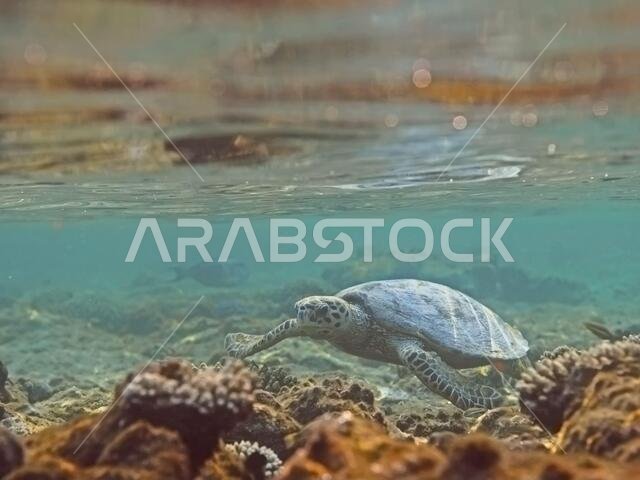 Hawksbill sea turtle (Eretmochelys imbricata) in water over coral reef, tropical tortoise swimming underwater