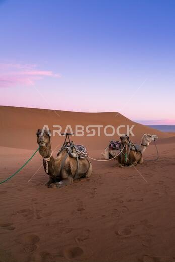 زوج من الجمال على كثيب صحراء عرق شقاقا، عند مداخل الصحراء الكبرى، عند الفجر. المغرب. مفهوم السفر والمغامرة.