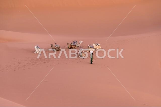 مجموعة من الجمال على الكثبان الرملية في عرق شقاقا، عند مشارف الصحراء الكبرى، عند الفجر. المغرب. مفهوم السفر والمغامرة.