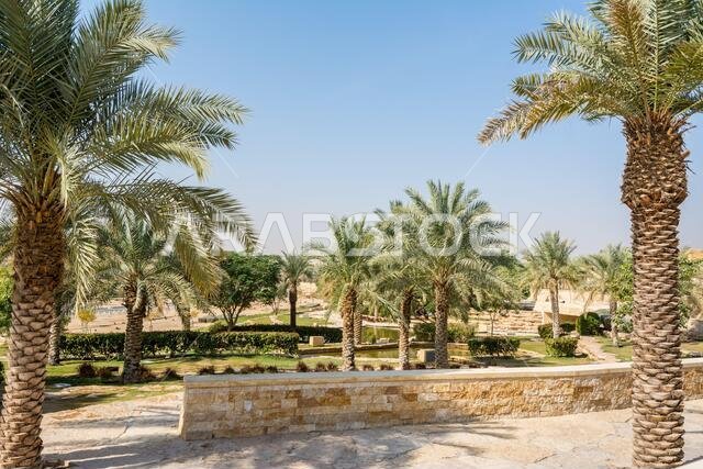 أشجار النخيل الخضراء تنمو في الحديقة الواقعة في أطلال الدرعية، المعروفة أيضاً باسم الدرعية والدرعية، وهي مدينة قديمة في الرياض، المملكة العربية السعودية