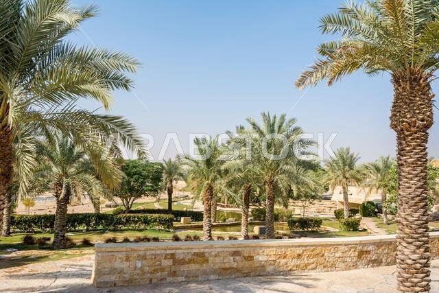 أشجار النخيل الخضراء تنمو في الحديقة الواقعة في أطلال الدرعية، المعروفة أيضاً باسم الدرعية والدرعية، وهي مدينة قديمة في الرياض، المملكة العربية السعودية