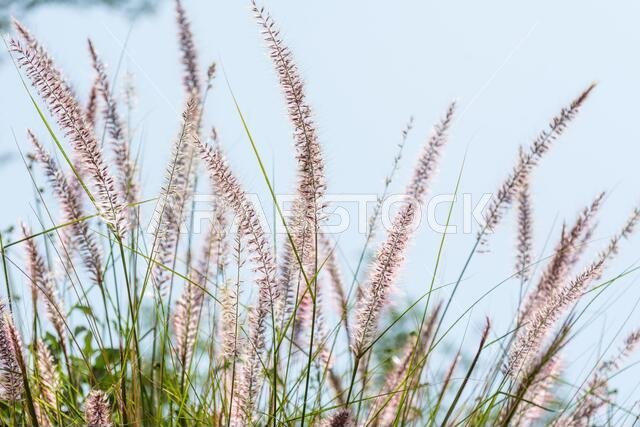Closeup of fox tail flower of the genus Setaria growing in the oasis in Saudi Arabia