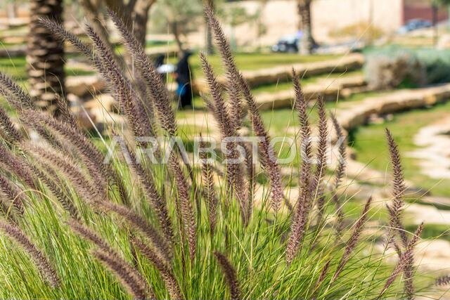 صورة مقرّبة لزهرة ذيل الثعلب من جنس سيتاريا، تنمو في واحة بالمملكة العربية السعودية.