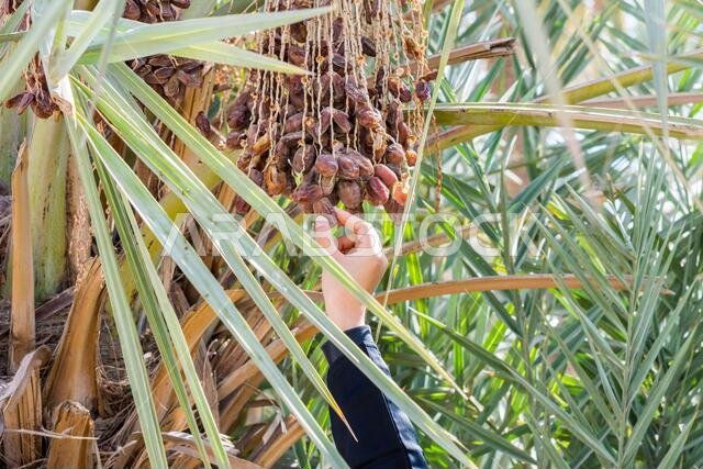 يد امرأة تقطف التمر الناضج من شجرة النخيل في حي الدارية القديم بالرياض، المملكة العربية السعودية