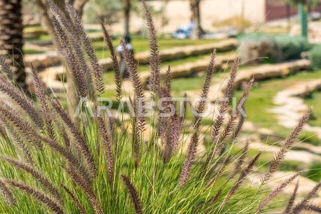 Closeup of fox tail flower of the genus Setaria growing in the oasis in Saudi Arabia