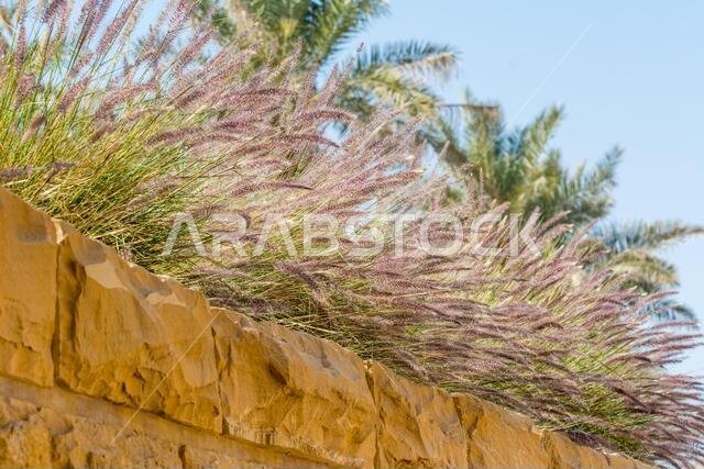 Closeup of fox tail flower of the genus Setaria growing on the wall of Dariyah clay castle, also as Dereyeh and Dariyya, a town in Riyadh, Saudi Arabi