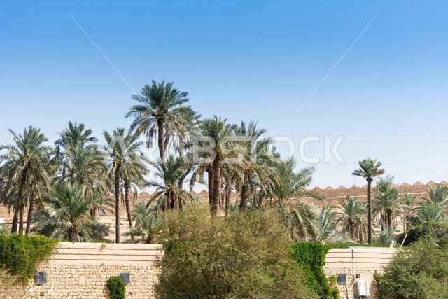 أشجار النخيل الخضراء تنمو في الحديقة الواقعة في أطلال الدرعية، المعروفة أيضاً باسم الدرعية والدرعية، وهي مدينة قديمة في الرياض، المملكة العربية السعودية