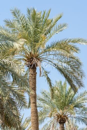 أشجار النخيل الخضراء تنمو في الحديقة الواقعة في أطلال الدرعية، المعروفة أيضاً باسم الدرعية والدرعية، وهي مدينة قديمة في الرياض، المملكة العربية السعودية