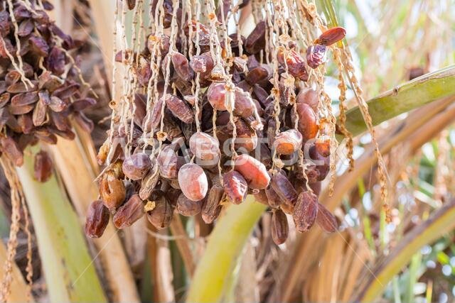 Ripe dates on the palm tree in the old Dariyah, Riyadh, the kingdom of Saudi Arabia