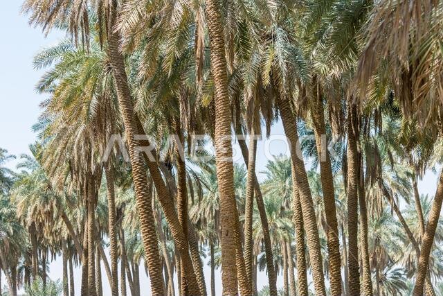 غابة من أشجار النخيل في مدينة الدريحة القديمة، الرياض، المملكة العربية السعودية