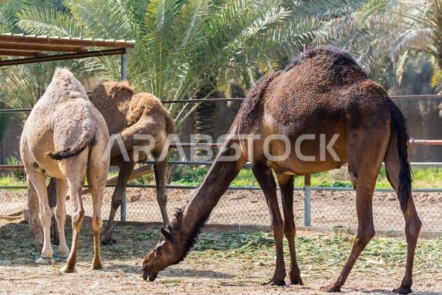 Brown Camels eating food in the farm near the Old Dariya, Riyadh, the Kingdom of Saudi Arabia
