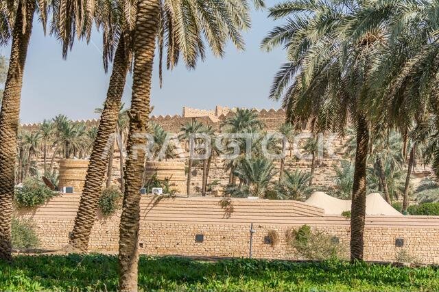غابة من أشجار النخيل في مدينة الدريحة القديمة، الرياض، المملكة العربية السعودية
