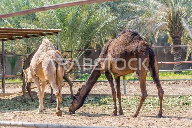 جمال بنية اللون تتناول الطعام في مزرعة بالقرب من الدريا القديمة، الرياض، المملكة العربية السعودية