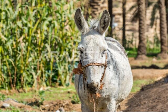 حمار رمادي وأبيض في مزرعة بالقرب من الدريا القديمة، الرياض، المملكة العربية السعودية