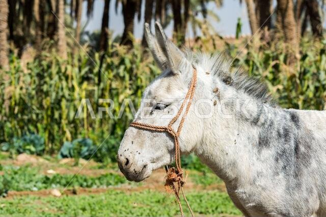 حمار رمادي وأبيض في مزرعة بالقرب من الدريا القديمة، الرياض، المملكة العربية السعودية